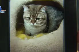 新生小猫背部有道口子，刀划伤还是先天性？图片