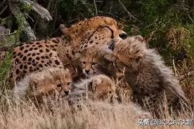 非洲出现雌性猎豹联盟，相互抚养幼崽，猎豹社会结构令科学家困惑图片