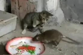 比猫还大的老鼠，你见过吗？图片