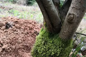 梨树死棵厉害，是什么原因引起的？如何防治图片