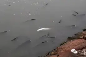 养鱼水体的维护和亚硝酸盐积累及其处理措施图片