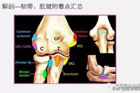 肘关节的精细解剖图片