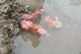 海边长大的朋友进来帮忙鉴定一下这是啥？图片