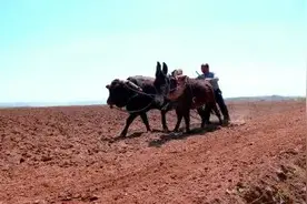 难忘那年俺家的“一套三”图片