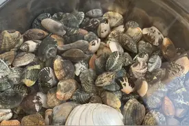 大连夏家河子潮汐时刻表及新手赶海经验，喜欢的可以看一下图片