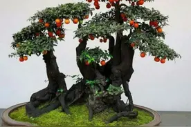 金弹子做盆景，先要养好桩，要注意几个事项图片