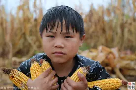 秋收遇到连阴雨，河南8岁男孩冒雨抢收粮食，感动父母图片