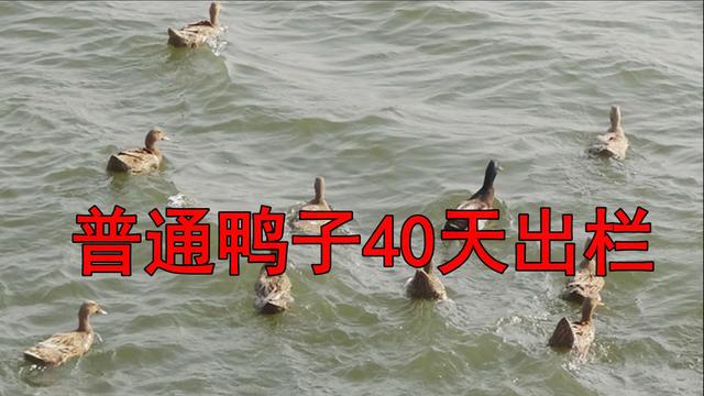 鸭子有十个地方毒素最重，不要随便吃，23年一级大厨专业详解