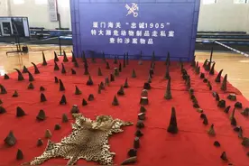 伏击“幽灵船”！案值1亿元！厦门海关破获特大犀牛角走私案图片