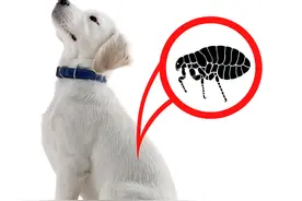 夏季狗狗皮肤病频发怎么办？这5种皮肤病的治疗方法能省大几千图片