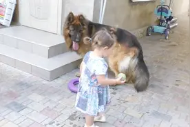 小女孩跟德牧一起玩耍，德牧的举动让人暖心，镜头拍下全过程视频封面