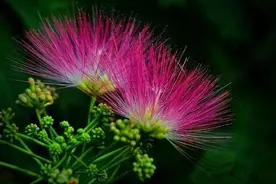 合欢，合谁之欢图片