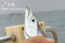 青岛崂山海域捞出活刀鱼“银光锃亮”好似一把真刀图片