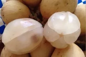 世界十大罕见水果图片