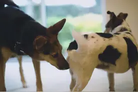 狗狗之间为什么喜欢闻屁股？其实代表着这些意思图片