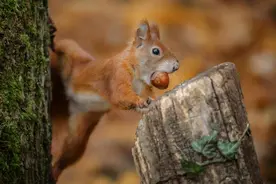 松鼠过冬的食物被偷走了怎么办？它真的会选择自杀吗？图片