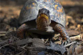 龟：异宠之困图片