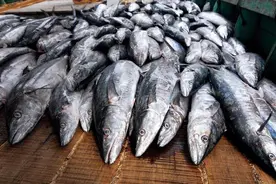 买鱼时，懂行人专挑这5种鱼，目前无法人工养殖，都是纯野生的图片