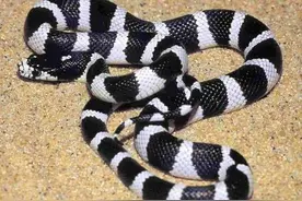 云南毒蛇简历～银环蛇图片