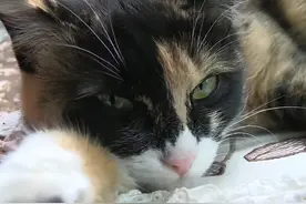 大肚母猫上门求助，好吃好喝3月后，医生：只有脂肪啊图片