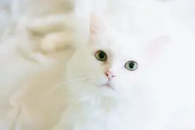 幼猫是指多大的猫？猫的生长周期顺序是什么？图片
