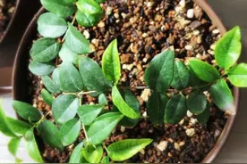 幼树期的嘉宝果施肥，做好3大项，促使嘉宝果良好生长图片