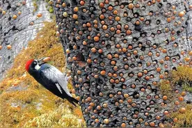 啄木鸟把树啄得千疮百孔，到底是“庸医”还是“坏鸟”？图片