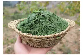 8元一斤，农村用来烧火的侧柏叶，如今用来洗头，还可以熏腊肉图片