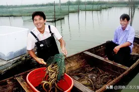 黄鳝生态养殖新技术，助力实现低成本、高收益图片