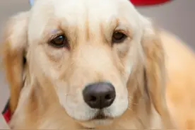 金毛小狗多少钱，看清楚千万别买贵了图片