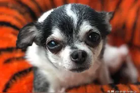 主人离世，小狗为自救吃主人尸体存活，这样的狗狗你会收养吗？图片