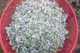 它叫“摘蒙花”，是天然的香料，做成酱料堪称极品，1斤160元图片