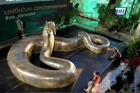 8米长！印尼再现“纪录级”网纹蟒：世界上最大的蛇有多大？图片