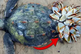 “寄生狂魔”藤壶有多可怕？被人当作美味，却让鲸、海龟屁股开花图片