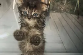 小猫浑身湿透，趴在窗前向人求助，希望人们能够收留它图片