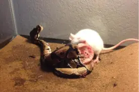 蛇没手没脚，是怎么挖洞冬眠的？冬眠的蛇会被老鼠吃掉？图片