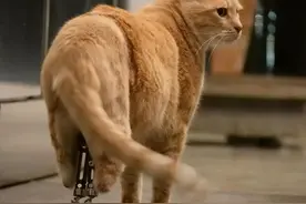橘猫意外失去双腿，装上义肢后重振猫风，励志猫震撼网友图片