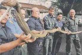 眼镜王蛇实力名副其实，能和蜜獾硬碰硬，蛇獴遇见不得不“摇人”图片