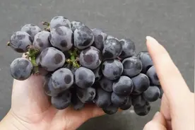 买葡萄，别只看品种？良心果农：有这些特征，肯定是激素葡萄图片