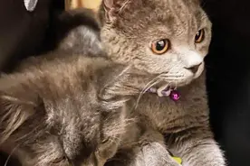 刀戳门夹！11岁男孩残忍“虐猫”家长：只是个孩子并拒绝再沟通图片