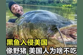 最强物种入侵！一米多长体胖如猪，亚洲黑鱼如何“逼疯”美国？图片