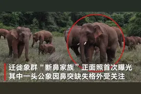 云南北迁断鼻象群正面照首曝光 监测员：断鼻象胆大 敢于拓展新领地图片