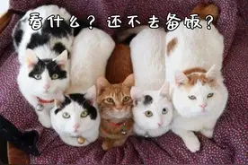 猫之间有地位之分吗？主人该不该参与两猫争斗？带你了解猫的战争图片