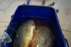 四川泸州男子锚8斤鲤鱼被判刑两个月，钓鱼人：锚鱼危害重大图片