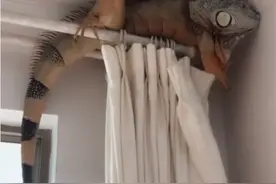 “以为买了个壁虎，没想到越长越大，”哈哈哈养着养着进化了？图片