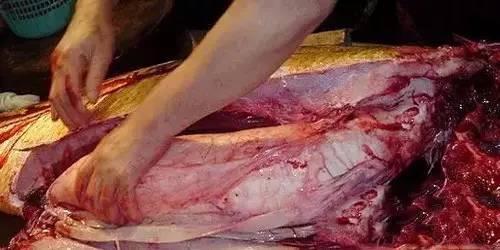 花胶上面的油质是什么 2026年花胶上面的油质是什么颜色