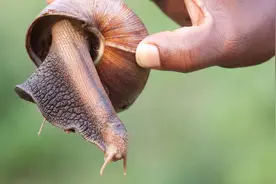巨型蜗牛入侵印度，喝恒河水的印度人，在这种美味面前也认输图片