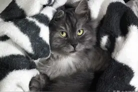 “猫真的会忘记我吗？”有时候，就算你不知道答案，你也能感受到图片