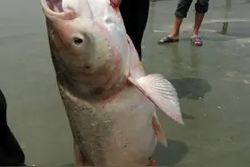 贴秋膘吃鱼比吃猪肉好吗？鲢鱼头，草鱼腰，黑鱼脑壳你莫挑图片