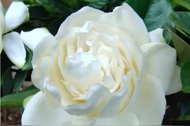 图解大花栀子花后养护，做好4件事，一个月后又能开一茬图片